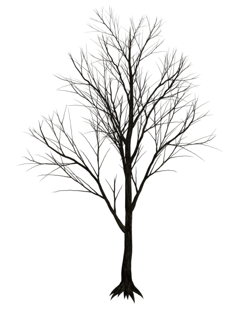 Tree_branches-782x1024